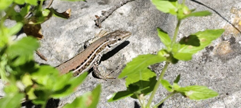 Tiere auf den Pakleni-Inseln Tiere im botanischen Garten auf den Pakleni-Inseln während eines Ausflugs bei Hvar