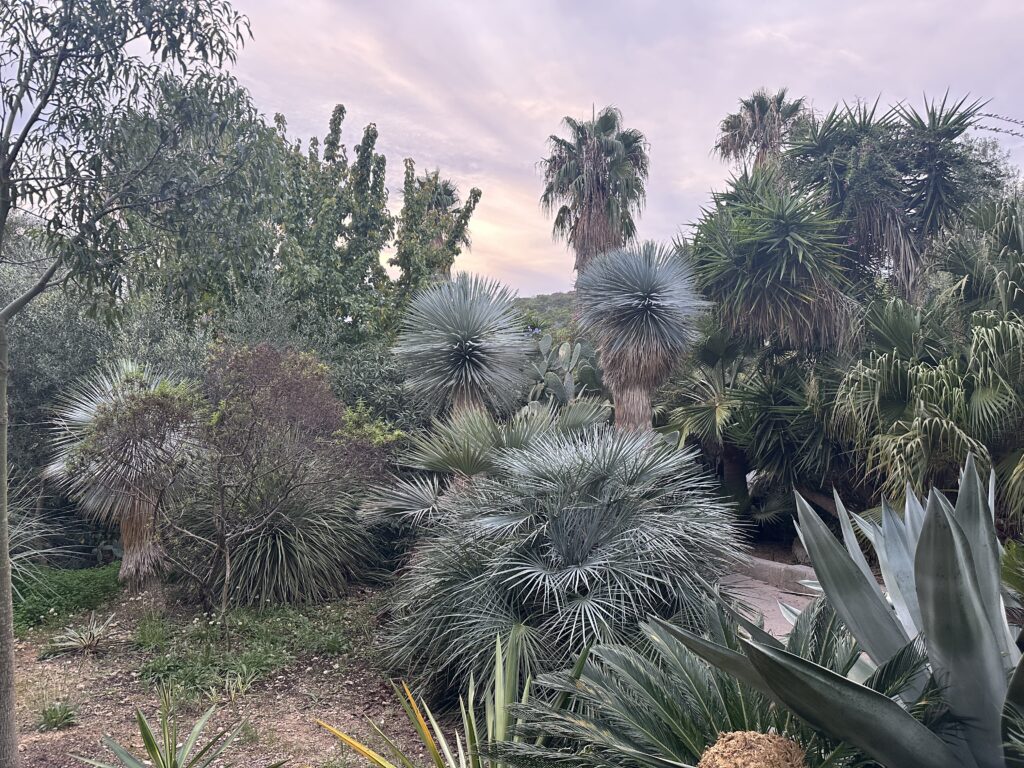 Botanischer Garten auf den Pakleni-Inseln Botanischer Garten auf den Pakleni-Inseln mit mediterranen und exotischen Pflanzen
