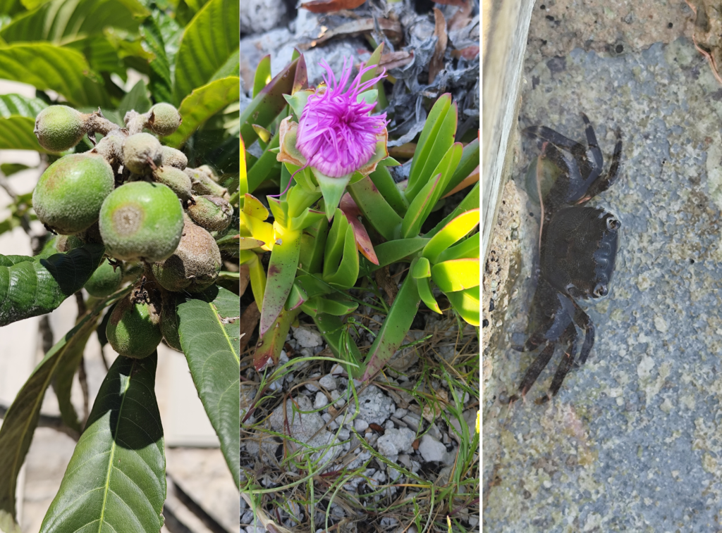 Pflanzen im botanischen Garten der Pakleni-Inseln Mediterrane Pflanzen im botanischen Garten auf den Pakleni-Inseln vor Hvar