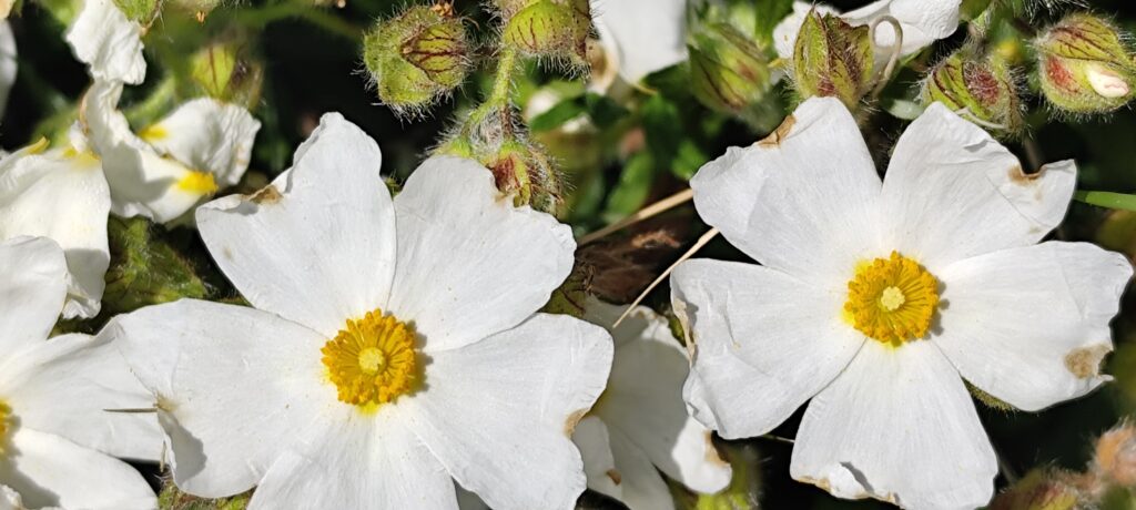 Grüne Oase auf den Pakleni-Inseln Grüne Oase im botanischen Garten der Pakleni-Inseln während eines Ausflugs bei Hvar