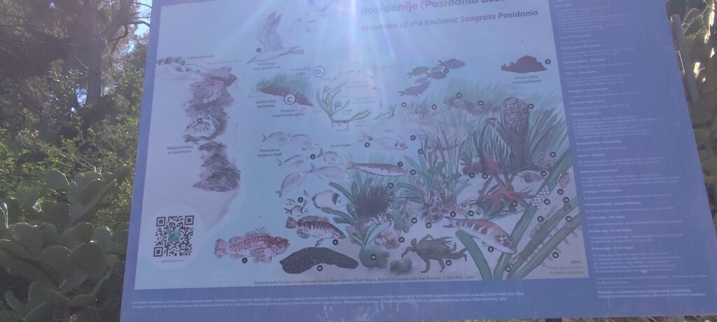 Botanischer Garten auf den Pakleni-Inseln Exotische Pflanzen im botanischen Garten auf den Pakleni-Inseln bei Hvar