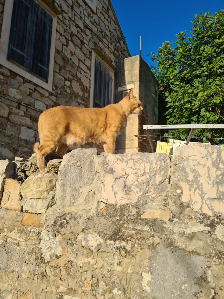 Katze bei einem Spaziergang durch die Stadt Vis auf der kroatischen Insel Vis