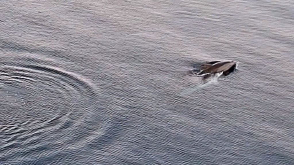 Delfine vor Silba in der kroatischen Adria Delfine vor Silba beim Segeltörn in der Kvarner Bucht