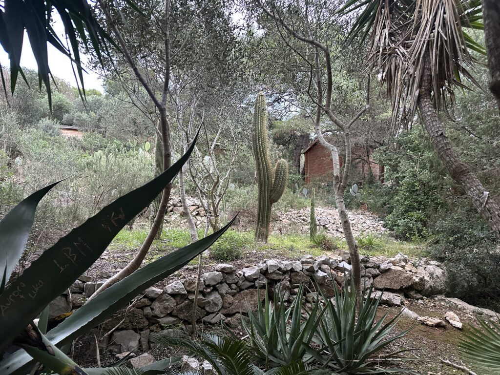 Exotische Pflanze im botanischen Garten Pakleni Exotische Pflanze im botanischen Garten der Pakleni-Inseln während eines Ausflugs bei Hvar